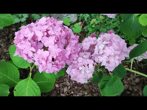 Видео: Сравнительный обзор крупнолистных гортензий Бесконечное лето и Переменчивая.