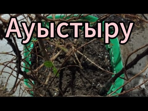 Видео: Үлкен өсімдіктер жасаймыз.#үйдің #garden #гулдер #plants #өсіру #nature #комнатныерастения