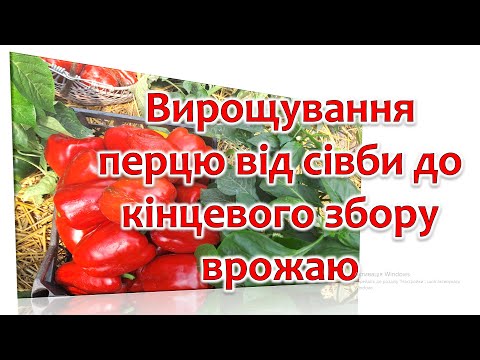 Видео: Вирощування перцю від сівби до кінцевого збору врожаю. Основні підживки