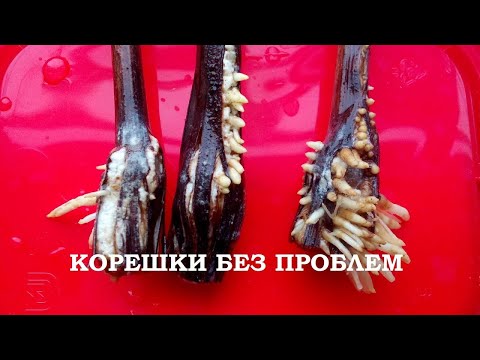 Видео: Проращивание черенков винограда во влажной ткани на шкафу. Подготовка черенков