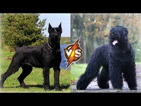 Видео: ЧЁРНЫЙ ТЕРЬЕР ПРОТИВ РИЗЕНШНАУЦЕР - КТО ЛУЧШЕ? КТО СИЛЬНЕЕ?