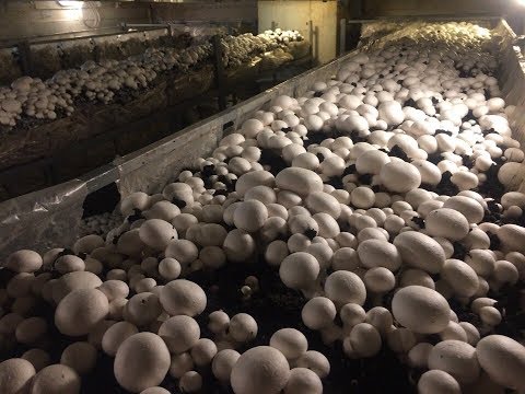 Видео: 3 ВОЛНА | ВЫРАЩИВАНИЕ ШАМПИНЬОНОВ