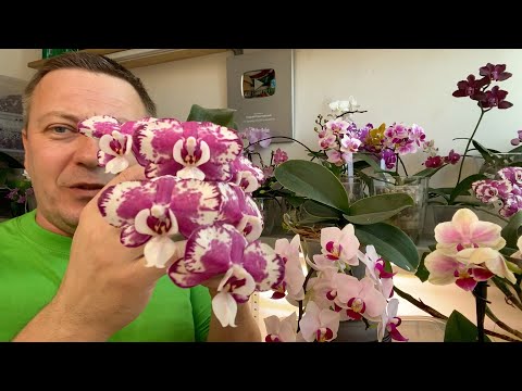 Видео: КОРНИ ОРХИДЕИ ЧТОБЫ НЕ ГНИЛИ о МИКОРИЗЕ, ТРИХОДЕРМЕ и мхе для орхидей