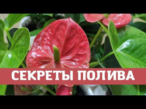 Видео: Мужское счастье (антуриум), секреты полива
