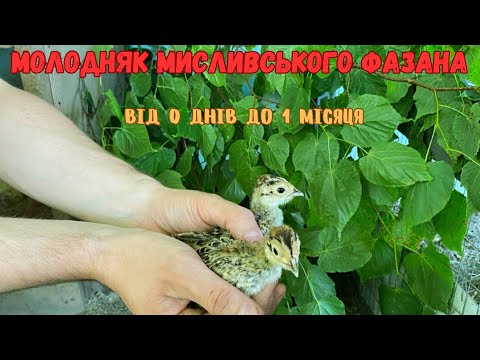 Видео: Молодняк мисливського фазана від 0 днів до 1 місяця