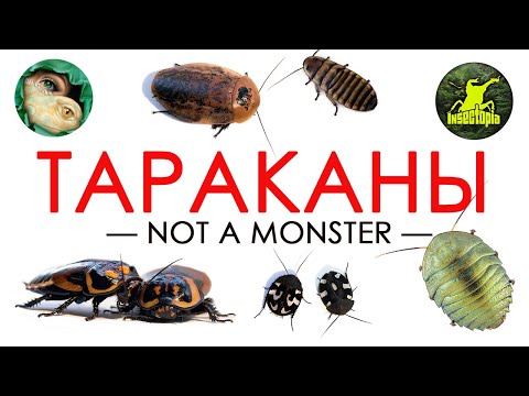 Видео: ТАРАКАНЫ. Какие секреты они хранят? [NOT A MONSTER #1]