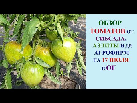 Видео: ОБЗОР ТОМАТОВ ОТ СИБИРСКОГО САДА, АЭЛИТЫ И ДРУГИХ АГРОФИРМ В ОТКРЫТОМ ГРУНТЕ НА 17 ИЮЛЯ.