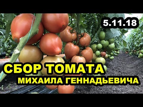 Видео: Сбор томатов у Михаила Геннадьевича, состояние на 5 ноября 2018