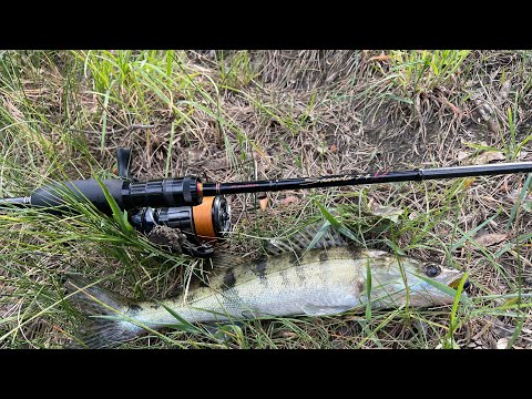 Видео: Судак є навіть в ставку біля дому! Риболовля в деокупованому Ворзелі