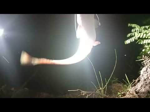 Видео: Чехонь, Сомы, караси, на огромный паук подъемник ночью, рыба сошла с ума...