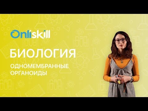 Видео: БИОЛОГИЯ 10 класс : Одномембранные органоиды клетки