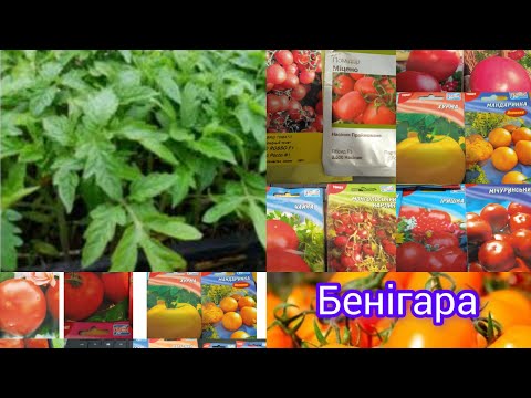 Видео: Пора сіяти помідорі на дворі