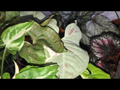 Видео: Новые Сингониумы в Моей Коллекции. Милк Конфетти.