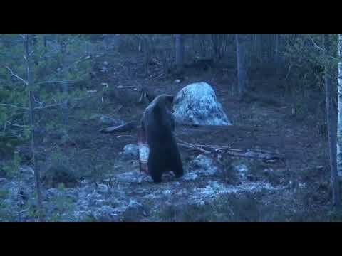 Видео: Охота на медведя с луком.