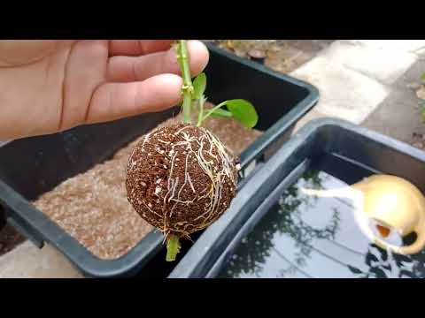 Видео: Розмноження Пепіно (pepino).