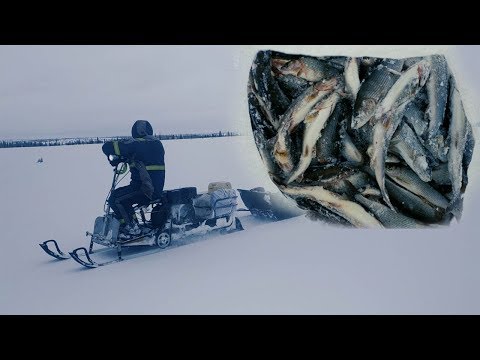 Видео: КРАЙНИЙ СЕВЕР ХАРИУС...