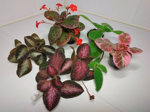 Видео: Растения едут в новый дом #3