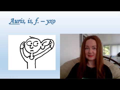 Видео: Как правильно найти основу латинского существительного?