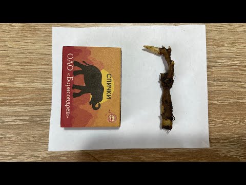 Видео: Обломки корней пионов. Зимнее продолжение эксперимента.