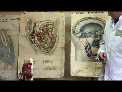 Видео: Боковой отдел лица