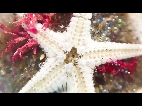 Видео: 🌊ЗАЛИВАЮ БУКВЫ ИЗ СМОЛЫ/ ЭПОКСИДНАЯ СМОЛА/ PIECE OF SUMMER 🌊