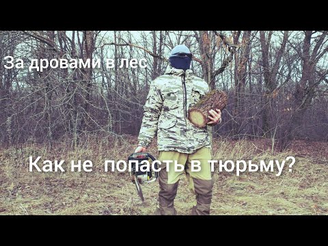 Видео: В лес за дровами, или как избежать наказания 😱