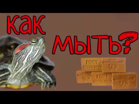 Видео: КАК МЫТЬ ЧЕРЕПАХ!!!