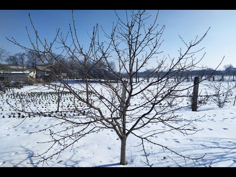 Видео: Обрезка вишни весной. Обрезка молодой вишни. Разреженно-ярусная крона. Обрезка вишни для начинающих.