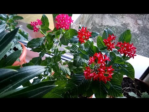 Видео: МОИ КОМНАТНЫЕ РАСТЕНИЯ. АПРЕЛЬ 2019.