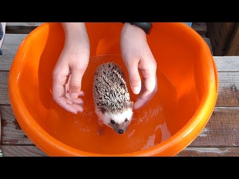 Видео: КУПАНИЕ ЕЖА/ Bathing a hedgehog/ ЗАЧЕМ ЕЖУ МАСЛО?