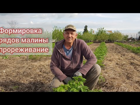 Видео: Формировка рядов малины, расстановка побегов