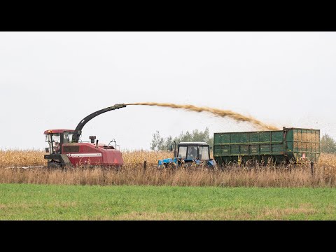 Видео: Уборка кукурузы / GOMSELMASH FS80 / БЕЛАРУС 3022(ЯМЗ), John Deere 8430, 3X БЕЛАРУС 1221, МАЗ 5516...