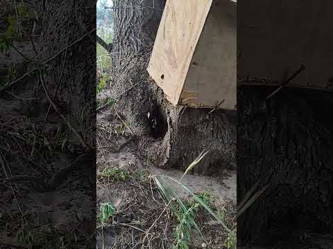 Видео: 18.06.25. Починаю годувати бджіл цукром - посуха, меду немає. #bee