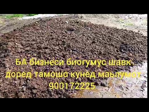 Видео: БА бизнеси биогумус шавк доред тамошо кунед маьлумот 900172225.   882022225
