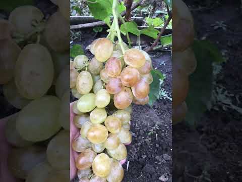 Видео: Виноград Лора-последняя гроздь в октябре. #виноград #лора #виноград в октябре #ягода #шортс #урожай