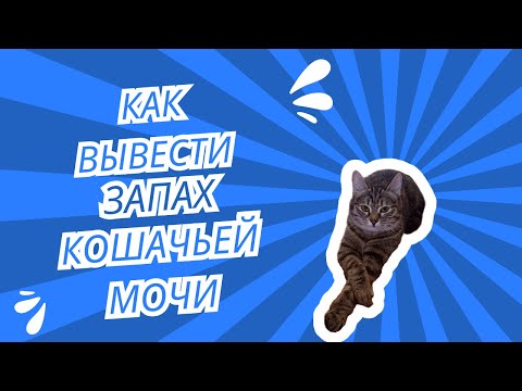 Видео: Как вывести запах кошачьей мочи