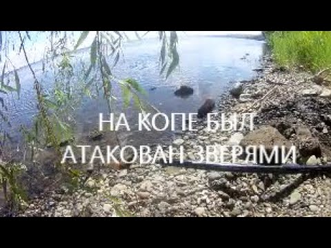 Видео: ВО ВРЕМЯ КОПА  был атакован ЗВЕРЯМИ