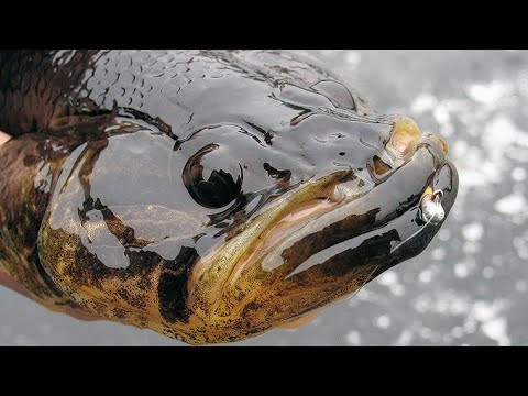 Видео: УХ! ВОТ ЭТО КАБАНЫ!!! НЕ ЗРЯ Я СЮДА ПРИЕХАЛ!!! ПОКУШЕНИЕ РОТАНА НА КАМЕРУ. Подводная сьёмка