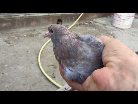 Видео: #Pigeons.Первая тренировка пищалок.