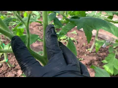 Видео: Как я формирую высокорослые томаты.