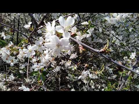 Видео: Смотреть всем! Каким должно быть ПЧЕЛОВОДСТВО