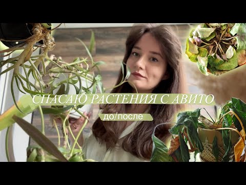 Видео: Спасаю растения с Авито || до и после | выхаживаю и расставляю в интерьере