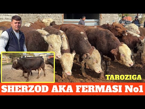 Видео: SHERZOD AKA SHVET BUQA ZOTGA TAROZIGA GREFORD BUQLARI KELDI TAROZIGA 10 ноября 2025 г.
