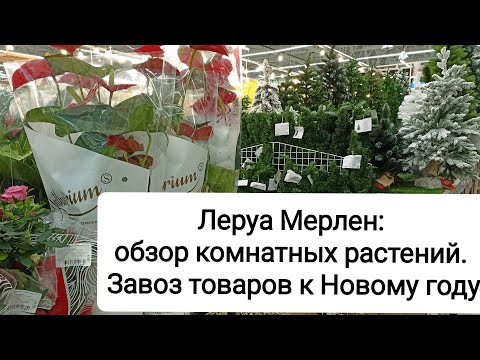 Видео: Леруа Мерлен: обзор комнатных растений. Завоз товаров к Новому году