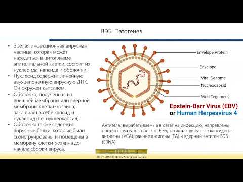 Видео: Вирус Эпштейн-Барр: современный взгляд на проблему»