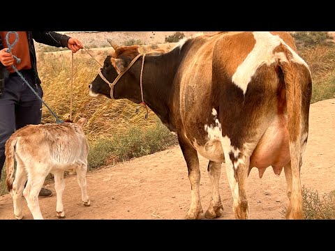 Видео: ГОВИ ГУСАЛАДОРИ ФУРУШИ ТЛ 011 87 95 95 НАВОРИ ТОЗА 26 октября 2025 г.
