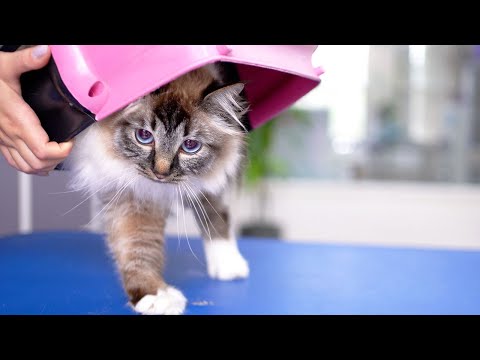 Видео: спокойный и милый котик! Так мило!! 😻🛁✂️❤️