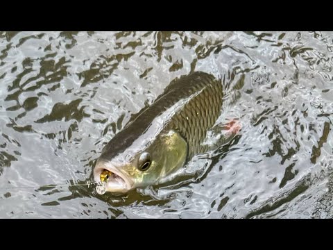 Видео: Голавлиная речка