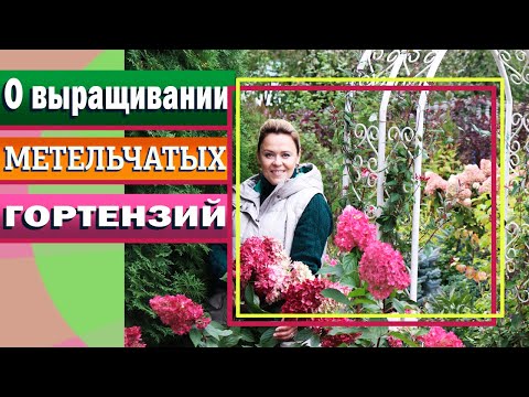 Видео: Мой опыт выращивания метельчатых гортензий в Подмосковье.