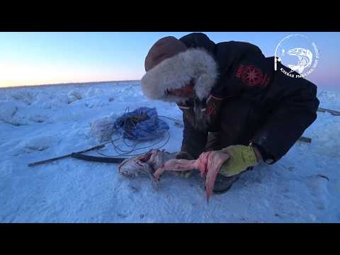 Видео: перемет + Налим = Макса! Якутия! река Лена Yakutia Lena river